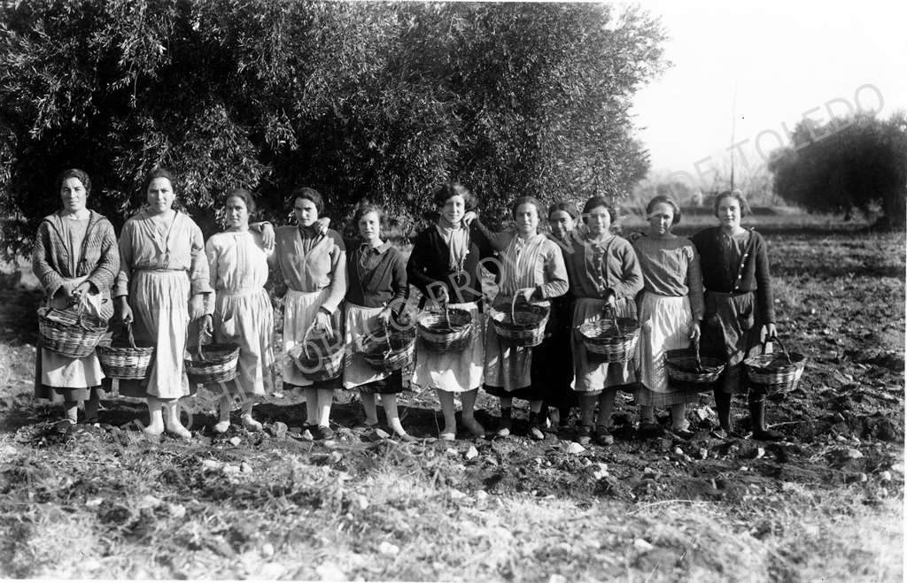 Fotografía de un grupo de mujeres alineadas, cada una con un cesto en la mano, en un campo de olivos